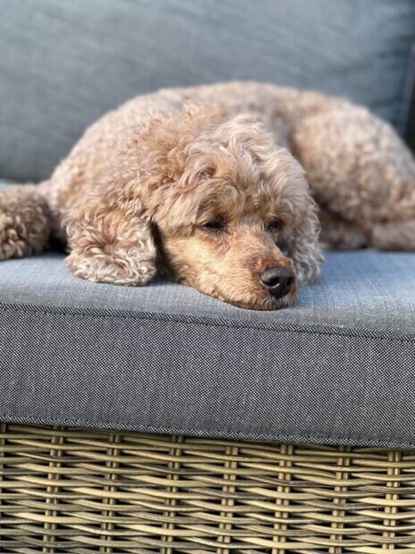 Hund - Golden pudel Ziggy