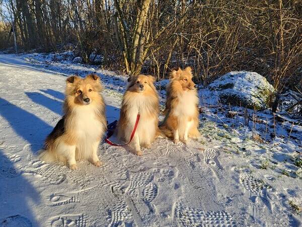 Hund - Shetland sheepdog