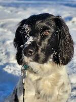Springer Spaniel jakttyp