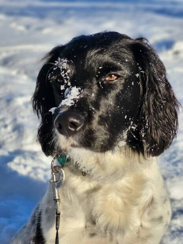 Hund - Springer Spaniel  jakttyp