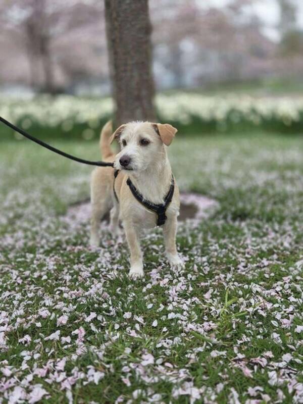 Hund - Dobby the house elf