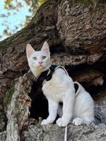 Unge herr Björk i en gammal ek