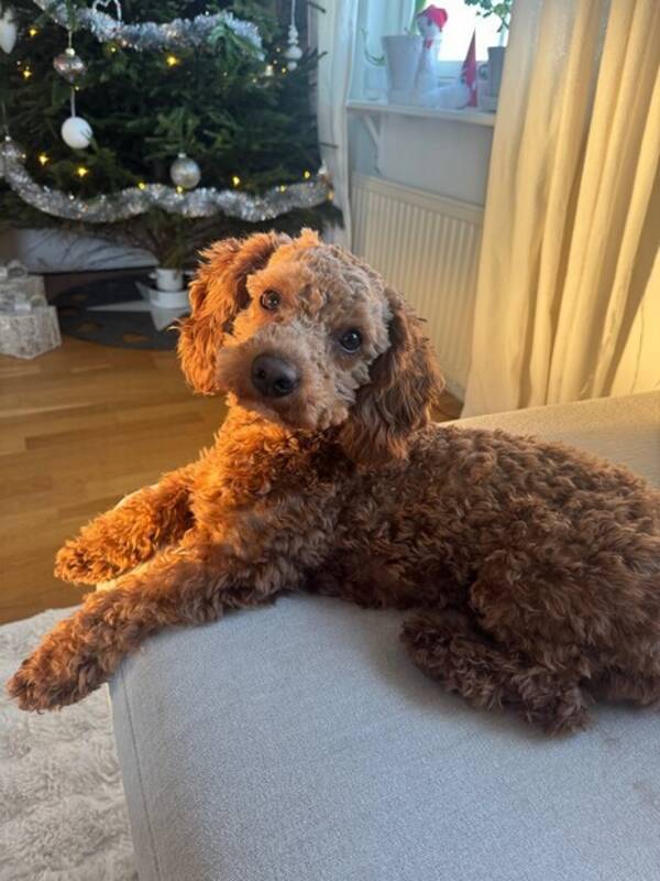 Hund - Maltipoo Milo 