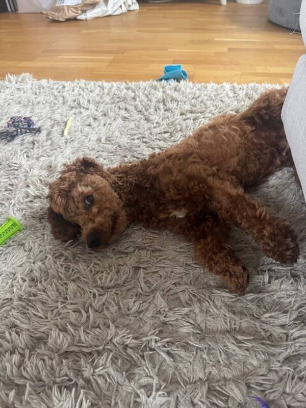 Hund - Maltipoo Milo 