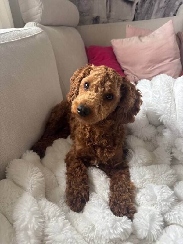 Hund - Maltipoo Milo 