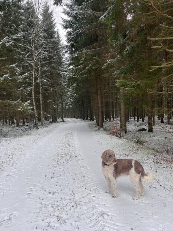 Hund - Labradoodlen Tilly