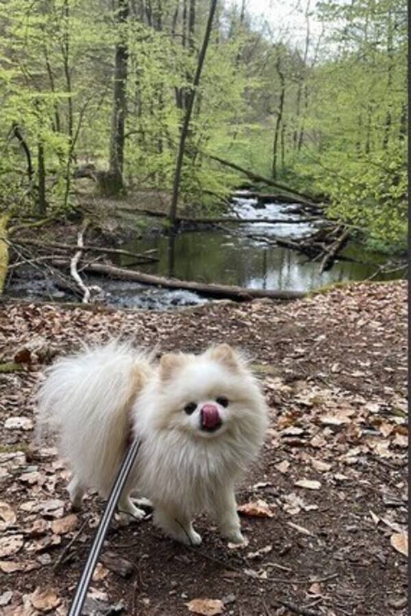 Hund - En pomeranian 4 år 