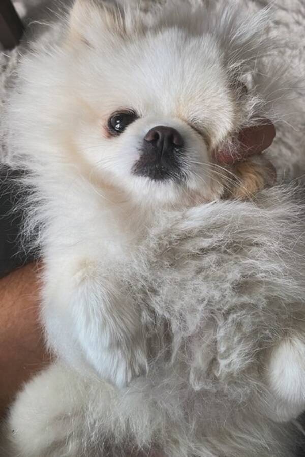 Hund - En pomeranian 4 år 