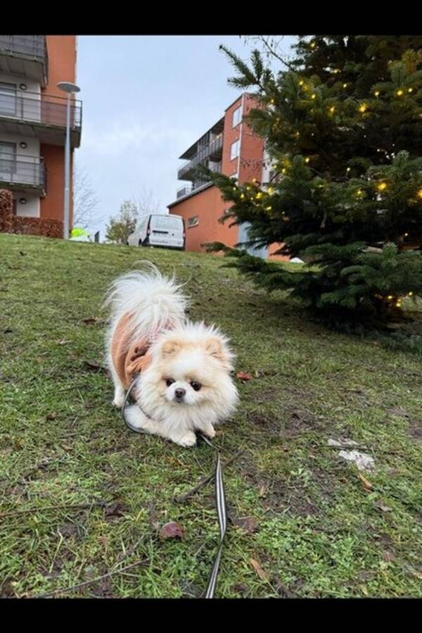 Hund - En pomeranian 4 år 