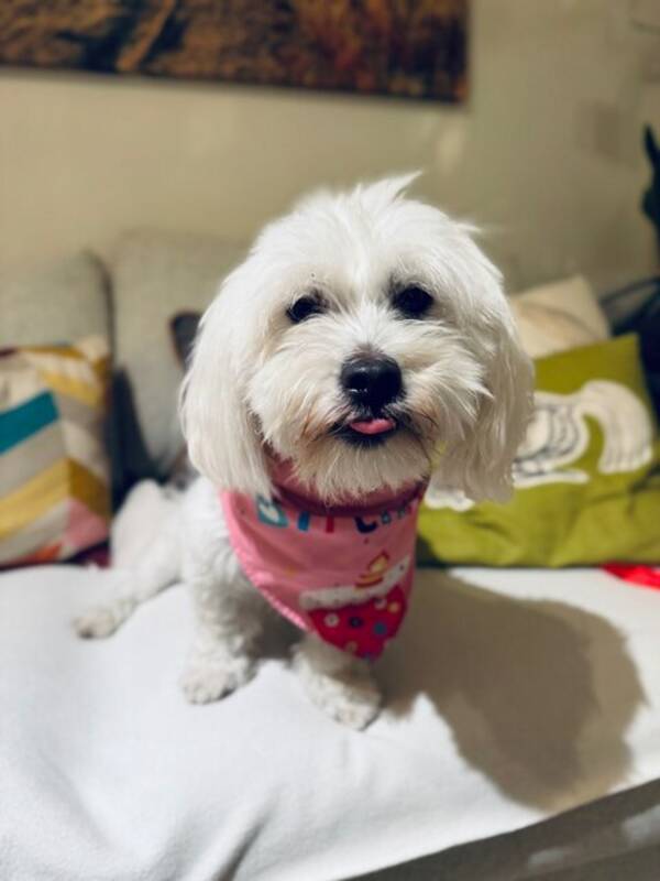 Hund - Cotton de Tulear