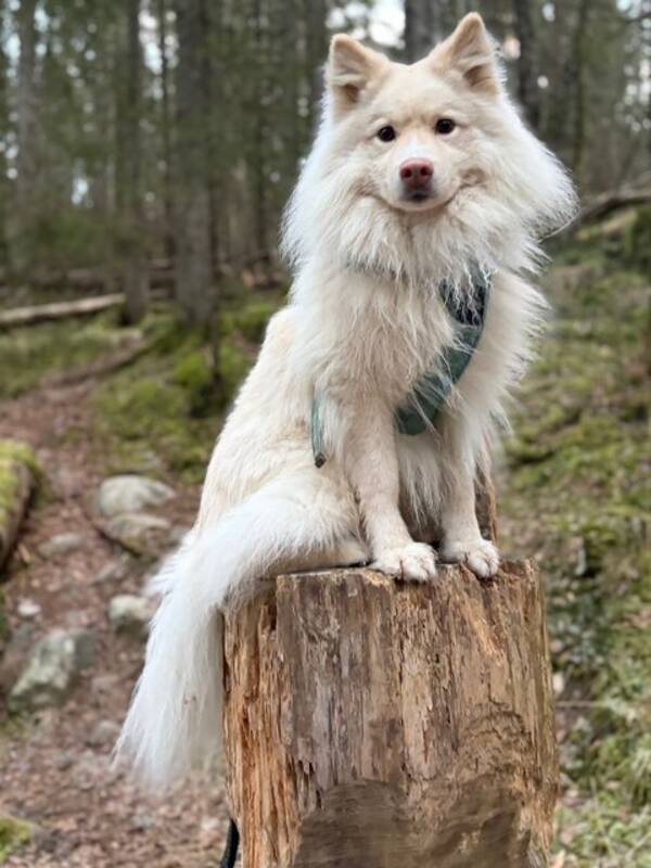 Hund - Finsk lapphund