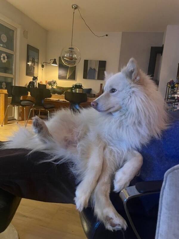 Hund - Finsk lapphund