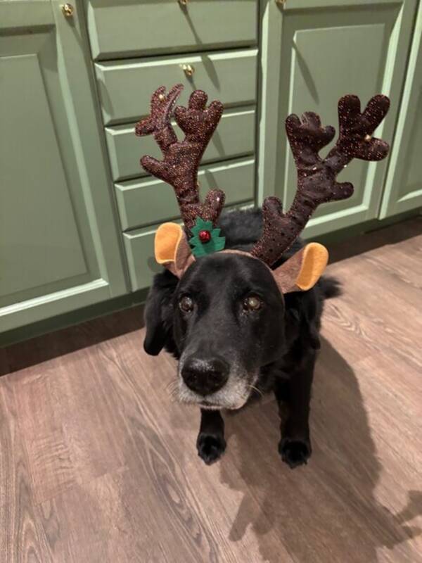 Hund - Wachtel/gråhund