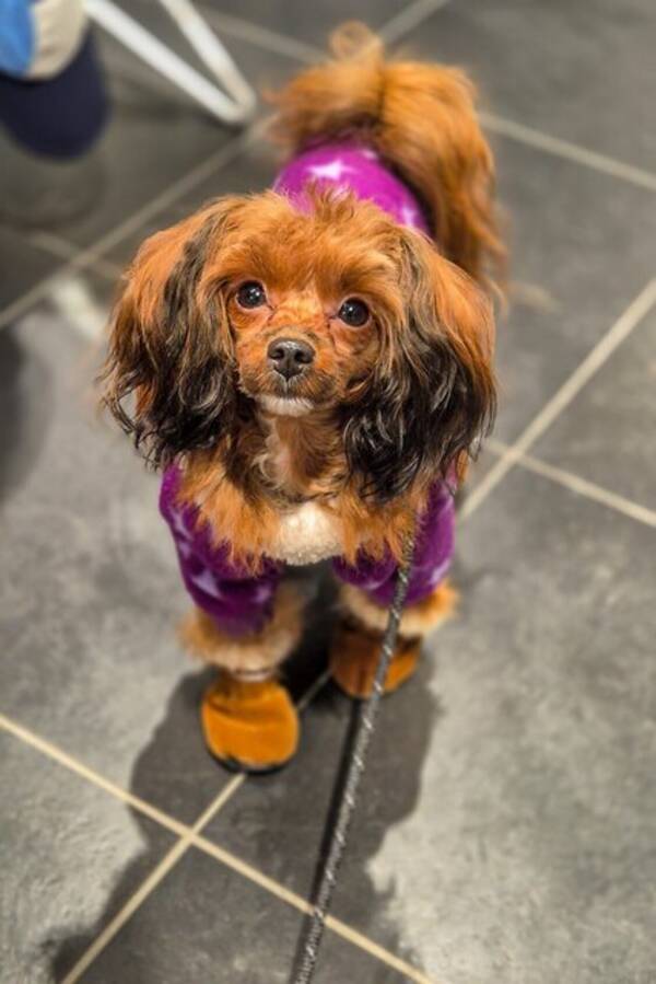 Hund - Hund: Papipoo, Kimmie