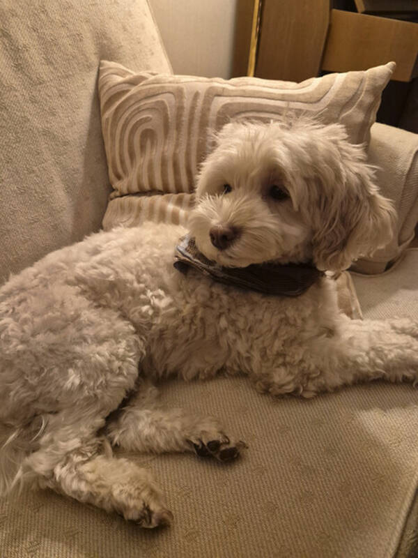 Hund - Labradoodeln Iris