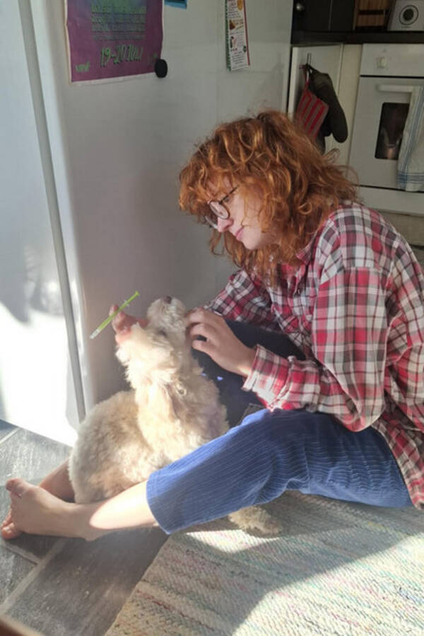 Hund - Labradoodeln Iris