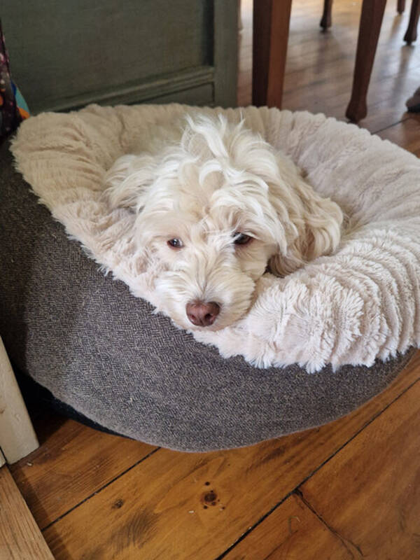 Hund - Labradoodeln Iris