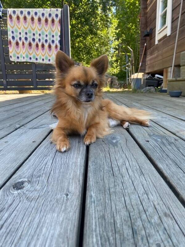 Hund - Chihuahuan Pelle