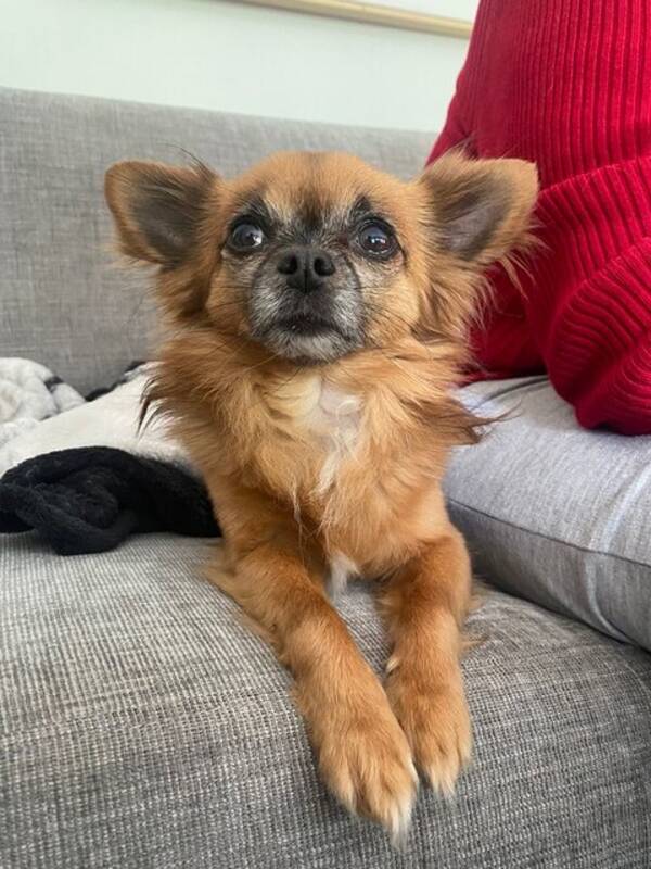 Hund - Chihuahuan Pelle