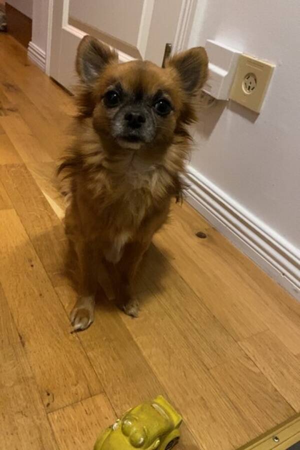 Hund - Chihuahuan Pelle