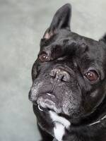 Fransk bulldog 
