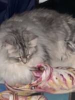 Ragdoll/Meincoonen Tofu