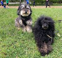 Poodles!!! Ernst och Francis