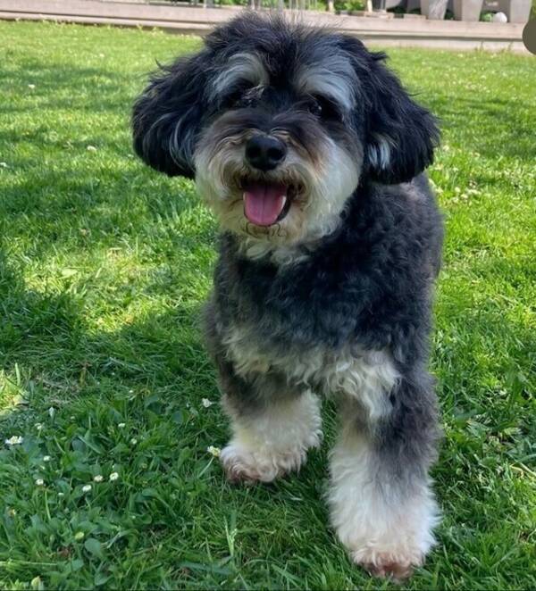 Hund - Maltipoon Ernst