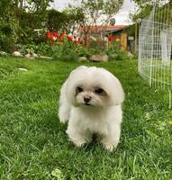 Lilla maltesern Ester