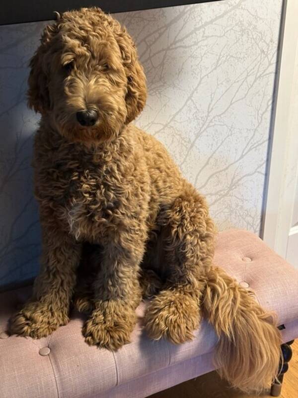 Hund - Goldendoodle.