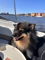 Bruno - finsk lapphund