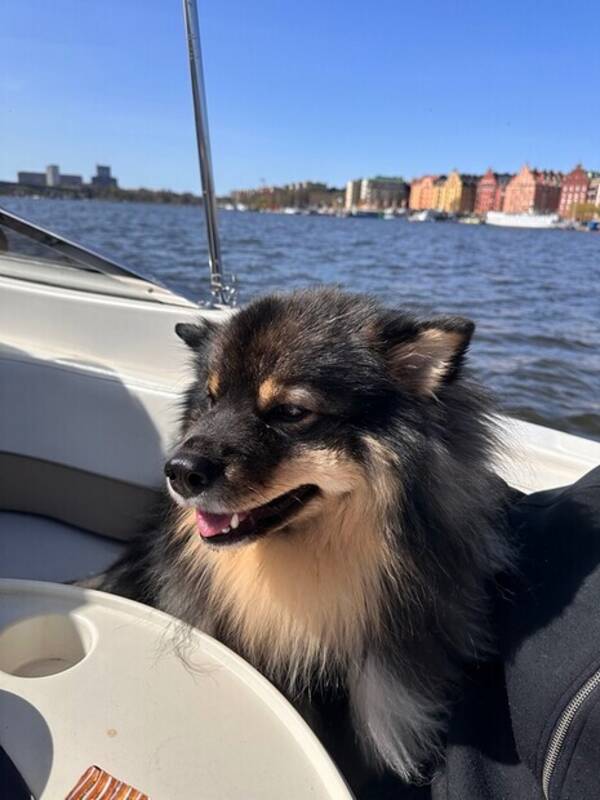 Hund - Bruno - finsk lapphund