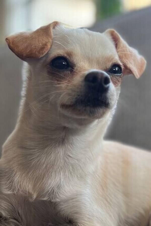 Hund - Blandrasen Nikki