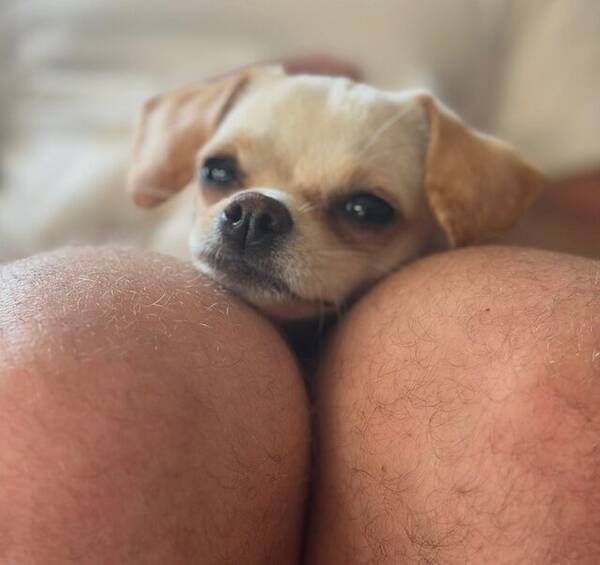 Hund - Blandrasen Nikki