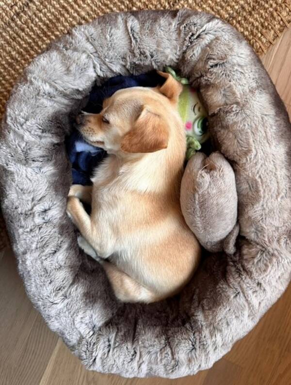 Hund - Blandrasen Nikki