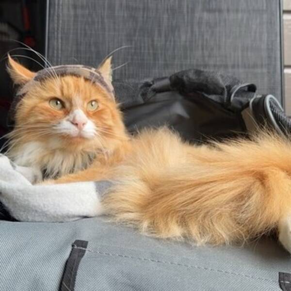 Katt - Skogskatt--CimbaGutt