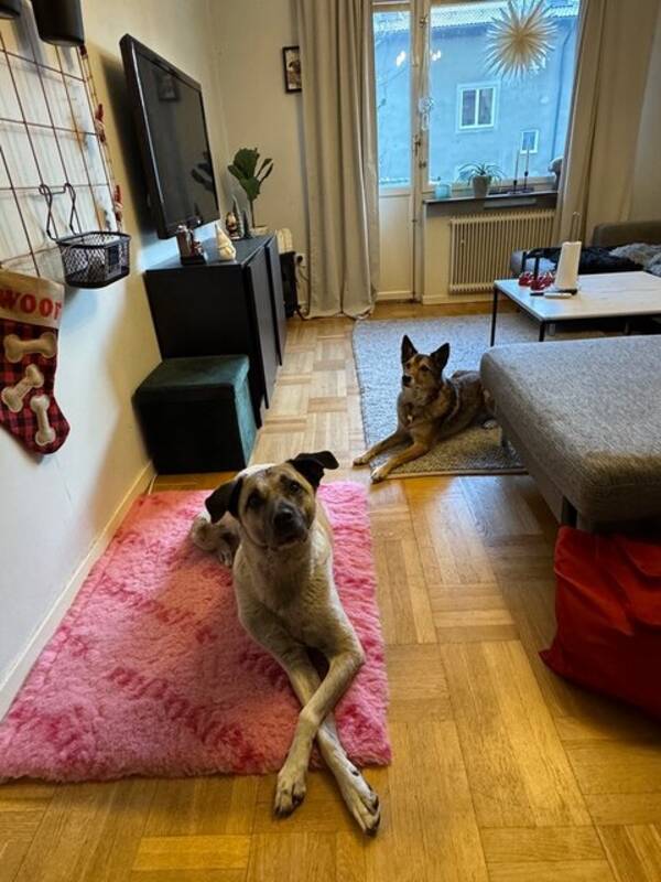 Hund - Müsli  13 år och Molly 9 år 