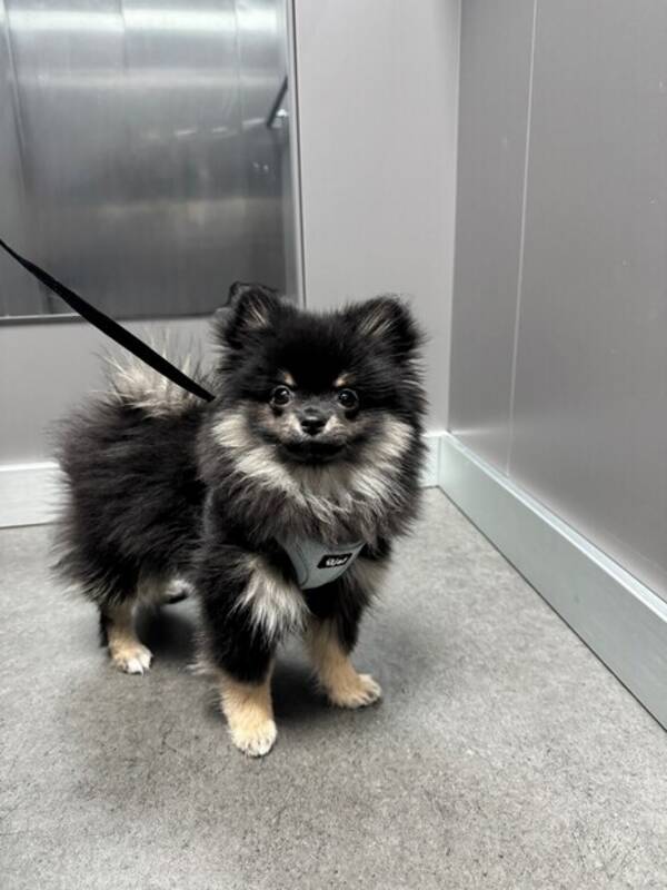 Hund - Pomchi Mio