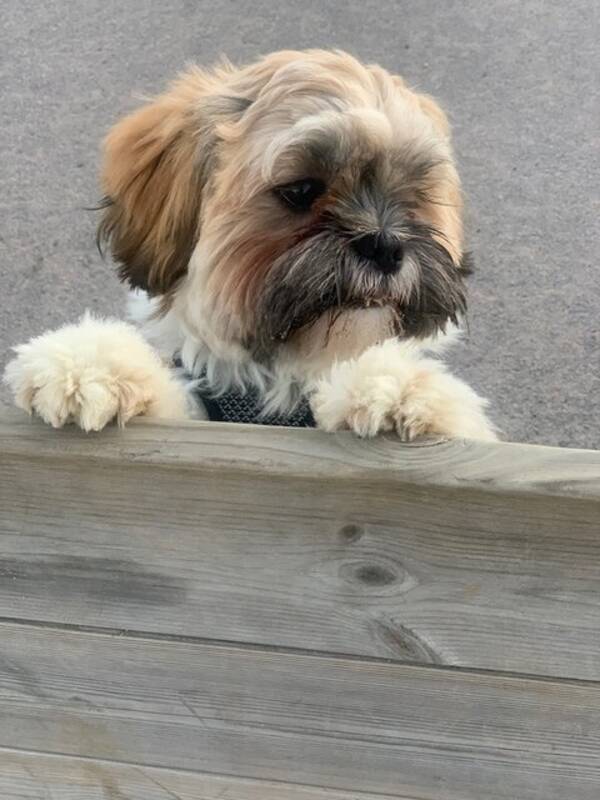 Hund - Taco- Lhasa apso 