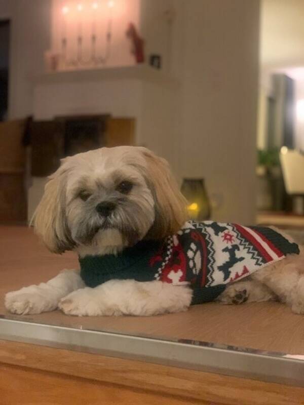 Hund - Taco- Lhasa apso 