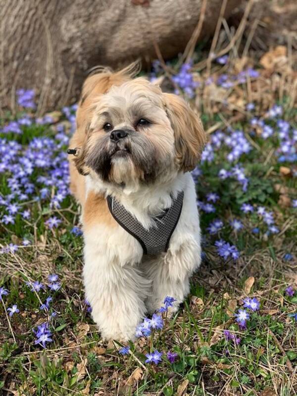 Hund - Taco- Lhasa apso 