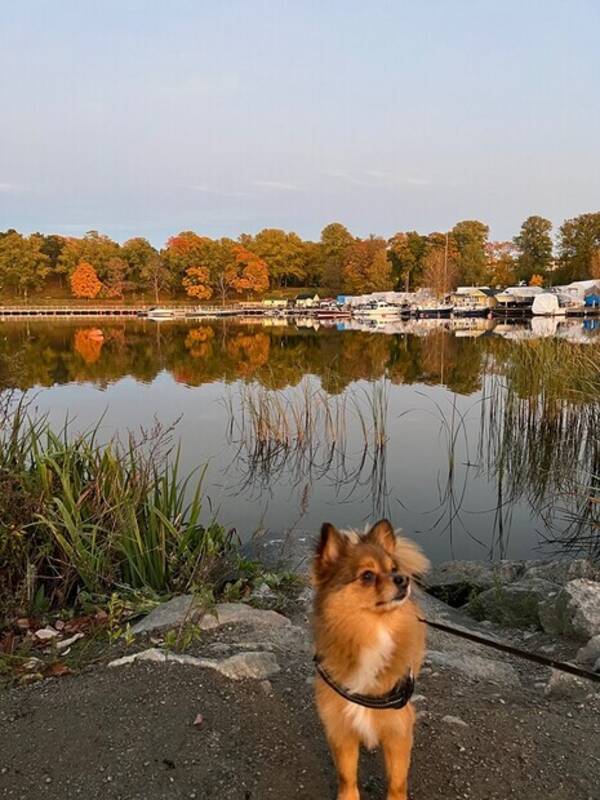 Hund - Alfred - Pomchi 