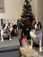 Fyra hundar, varav två är st Bernhard 