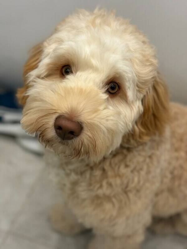 Hund - Australian Labradoodle- Zorro