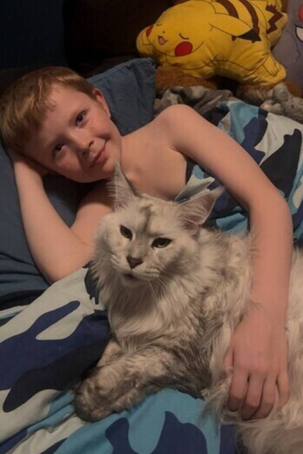 Katt - Main Coon Vesla