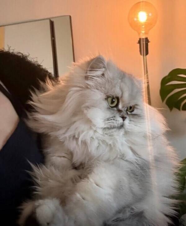 Katt - Astrid Elsa af Tass