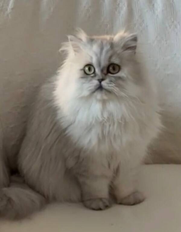 Katt - Astrid Elsa af Tass