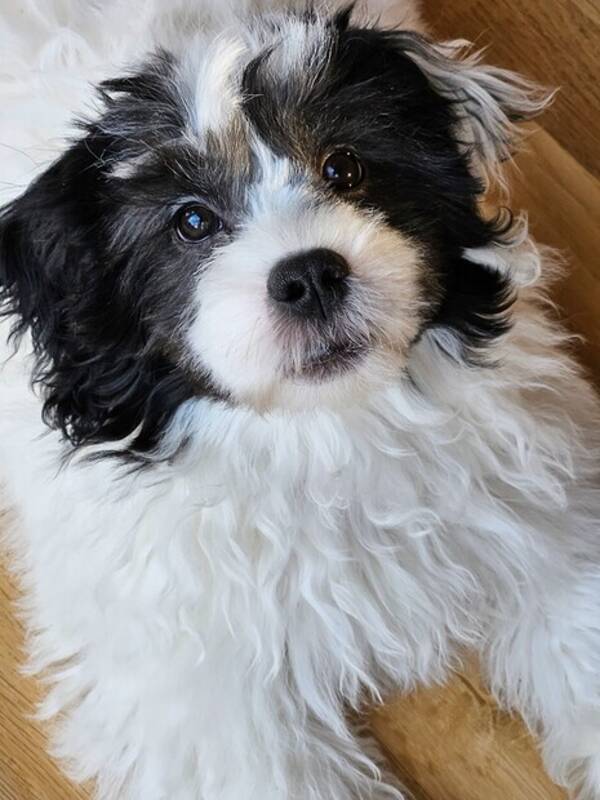 Hund - Blandisen Wilfred