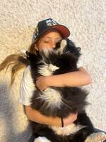 Blandras (Norsk skogskatt, Maicon)