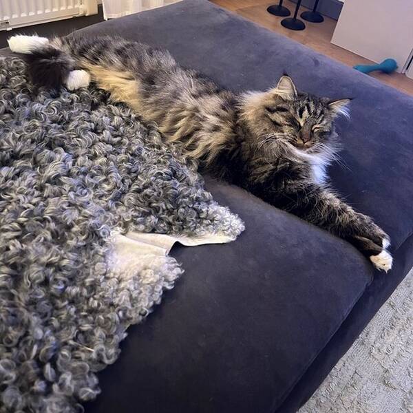 Hund - Fransk bulldogg - Herman 2år